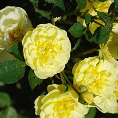 Роза почвопокровная "Yellow Fairy" (Еллоу Фэйри)