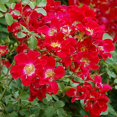 Роза почвопокровная "Red Meidiland" (Ред Мейдилэнд)
