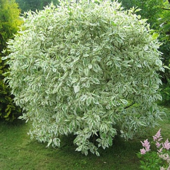 Дерен белый "Elegantissima" (Элегантиссима)