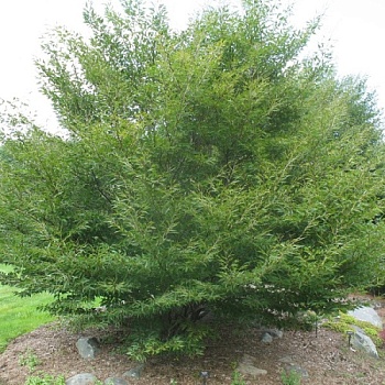 Ясень обыкновенный "Asplenifolia" (Аспленифолия)
