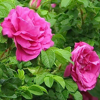 Роза морщинистая "Rubra" (Рубра)