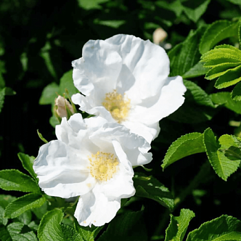 Роза морщинистая "Alba" (Альба)