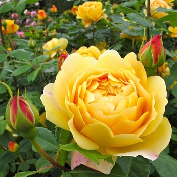 Роза "Golden Celebration" (Голден Селебрейшн)
