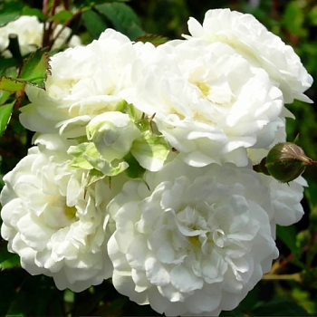 Роза почвопокровная "White Fairy" (Вайт Фэйри)