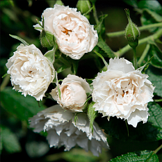 Роза парковая "White Grootendorst" (Вайт Гротендорст)