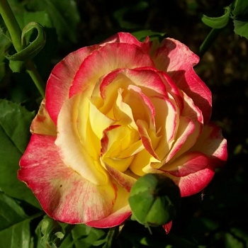 Роза миниатюрная "Tricolor" (Триколор)