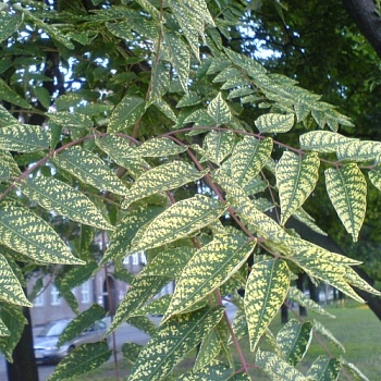 Ясень пенсильванский "Aucubifolia" (Аукубифолия)