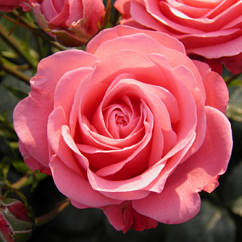 Роза флорибунда "Bella Rosa" (Белла Роса) 