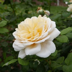 Роза David Austin "Crocus Rose" (Крокус Роуз)