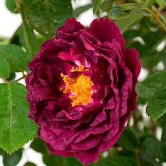 Роза парковая "Zigeunerknabe" (Цигойнеркнаубе)