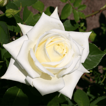 Роза чайно-гибридная "Polarstern" (Поларстерн)