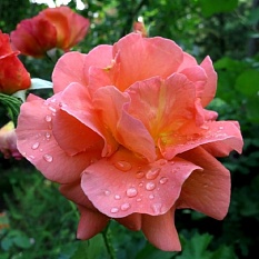 Роза парковая "Westerland" (Вестерленд)
