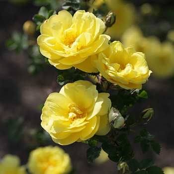 Роза парковая "Persian Yellow" (Персиан Еллоу)