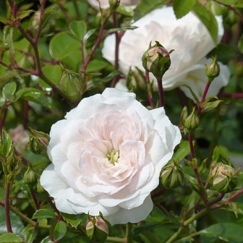 Роза почвопокровная "Swany" (Свани) 
