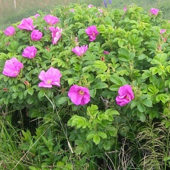 Роза морщинистая "Rugosa" (Ругоза)
