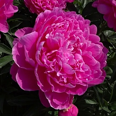 Пион молочноцветковый "Princess Margaret" (Принцесса Маргарет)