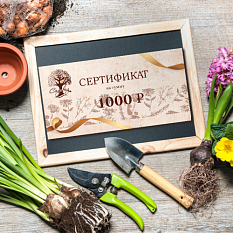 Подарочный сертификат 1000 рублей