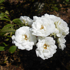 Роза кустовая "Alba Meidiland" (Альба Мейдиланд)