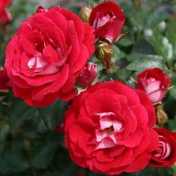 Роза миниатюрная "Corazon" (Коразон)