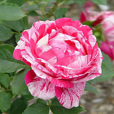 Роза флорибунда "Delstrobla" (Дельстробла)