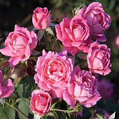 Роза кустовая "Damascena" (Дамасская)