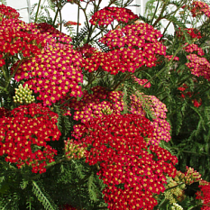 Тысячелистник обыкновенный "Flowerbust Red Shades" (Флауербёрст Ред Шейдс)