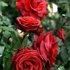 Роза чайно-гибридная "Terracotta" (Терракота)