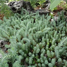 Седум скальный "Blue Spruce" (Блю Спрус)