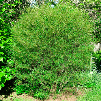 Крушина ломкая "Asplenifolia" (Аспленифолия)